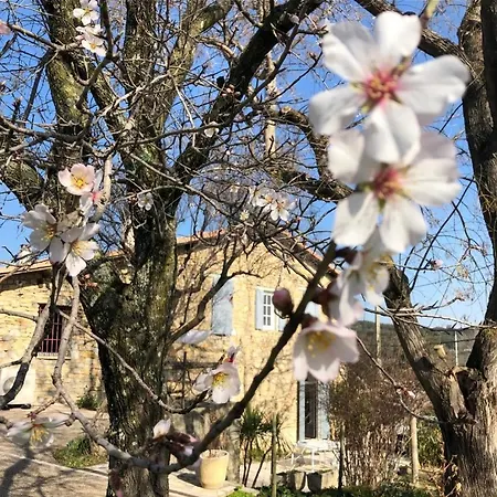 Des Oliviers Bed and breakfast Nimes