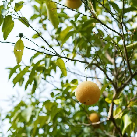 Des Oliviers Oda ve Kahvaltı *