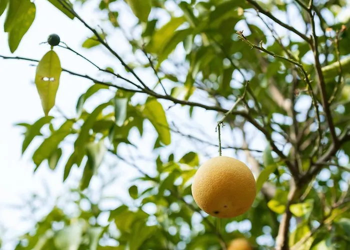 Des Oliviers Panzió *